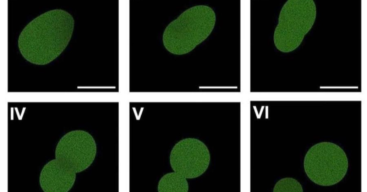 Fluorescence microscopy of SpudCell, a synthetic cell assembled with non-living chemical components, in the process of division