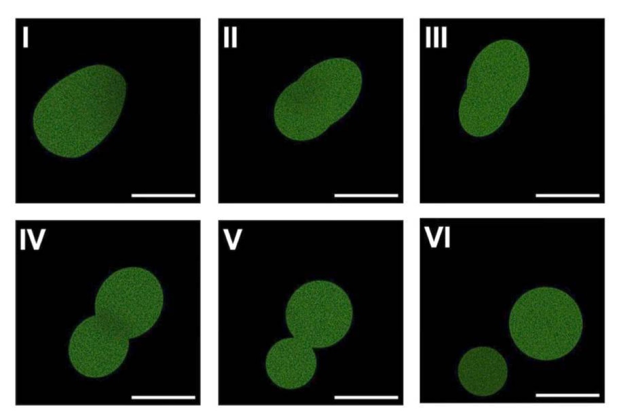 SpudCell growth and division sequence over six frames