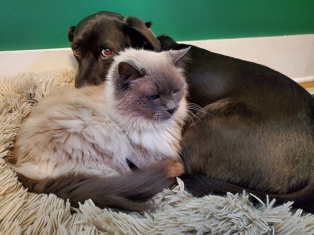 Perro y gato acurrucados juntos en un sofá