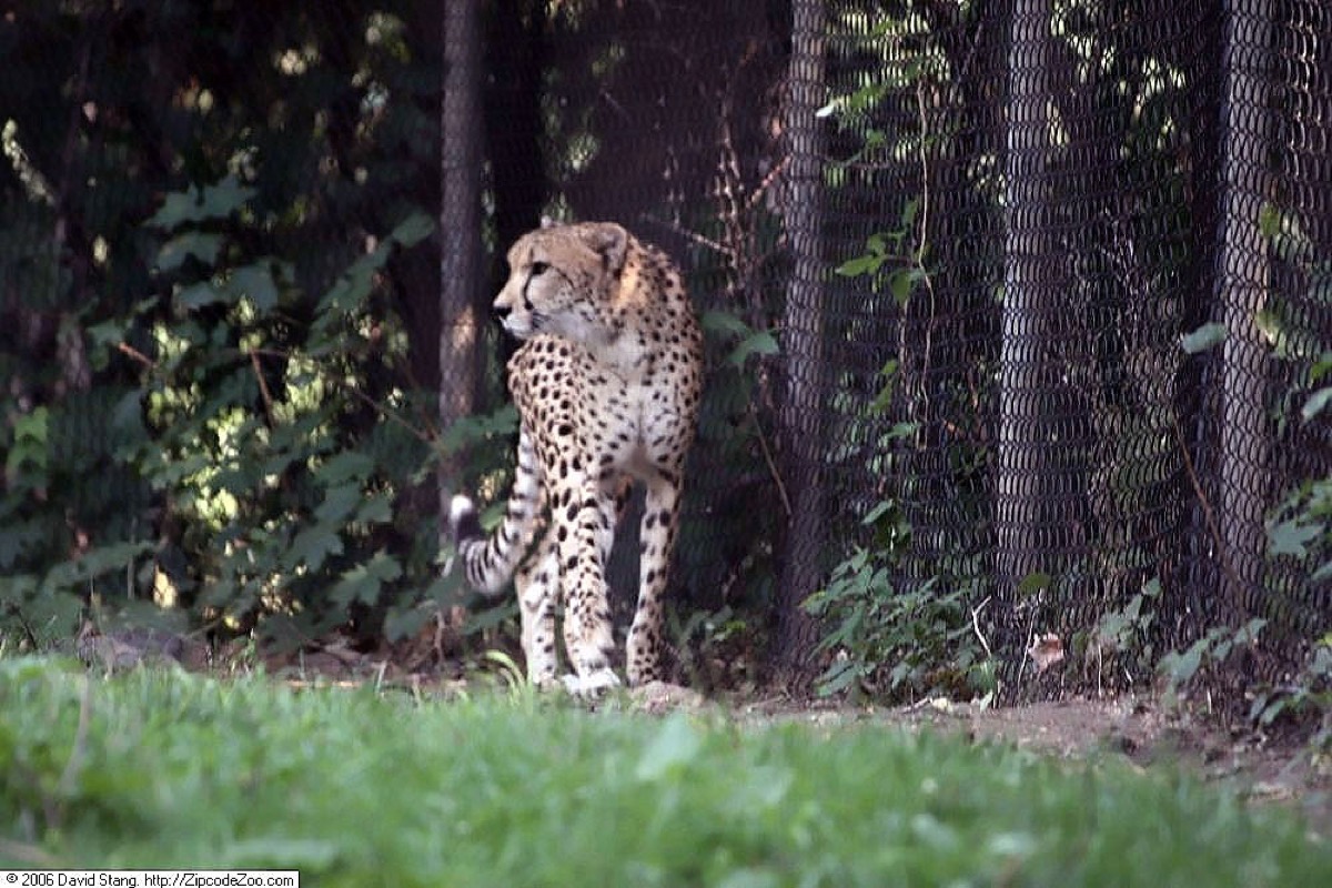Cheetah (Acinonyx jubatus); New York's Bronx Zoo was where WCS first systematically tested what scents attract big cats