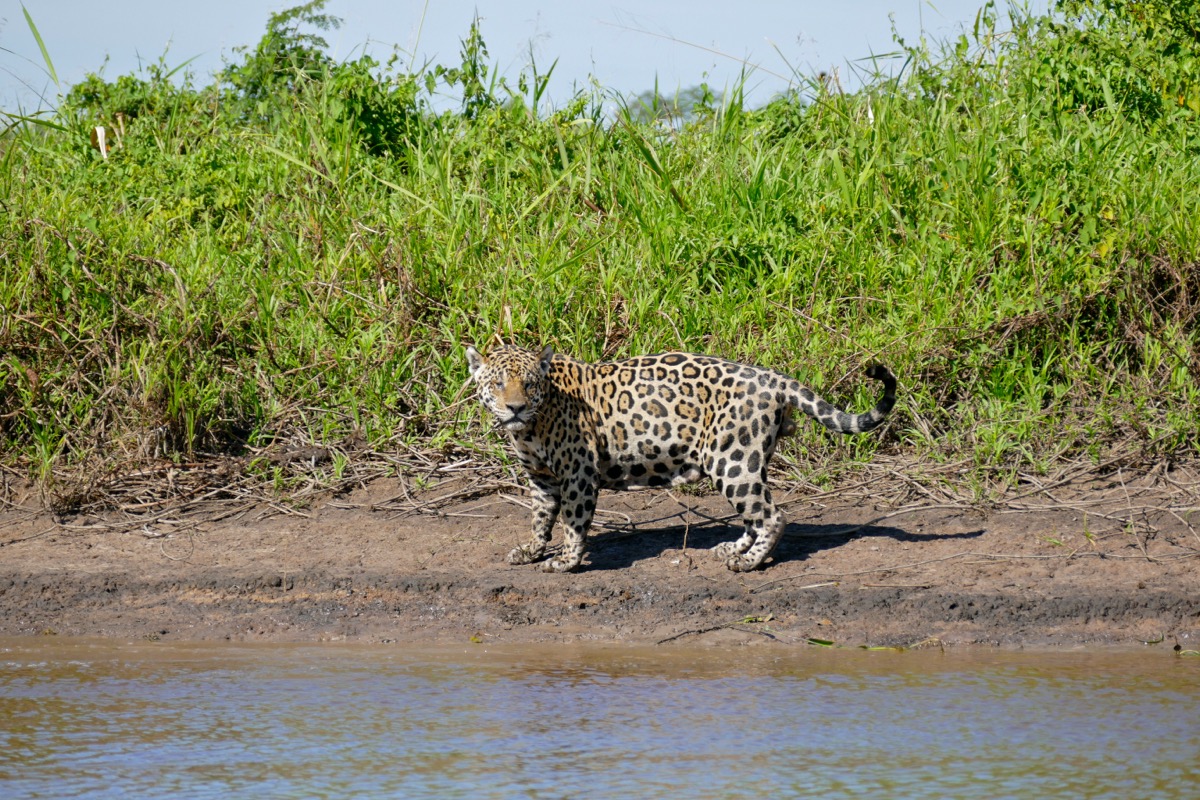Male jaguar (Panthera onca) on the bank of a river in jungle habitat; species studied with camera traps and olfactory attractants in the Mayan Biosphere Reserve of Guatemala