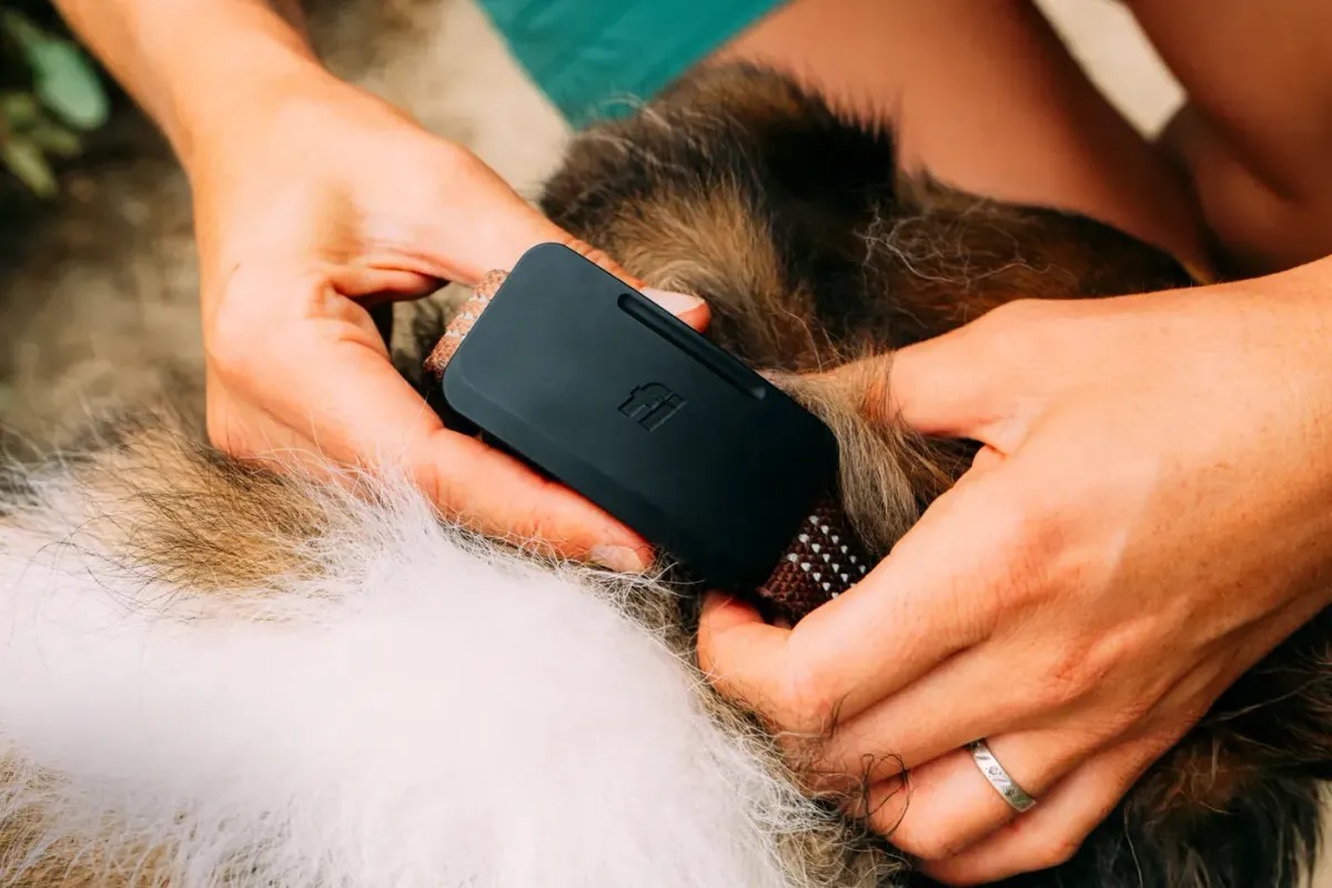 Fi Ultra en montaña: el primer rastreador canino de consumo con GPS por satélite Starlink cuando no hay cobertura celular