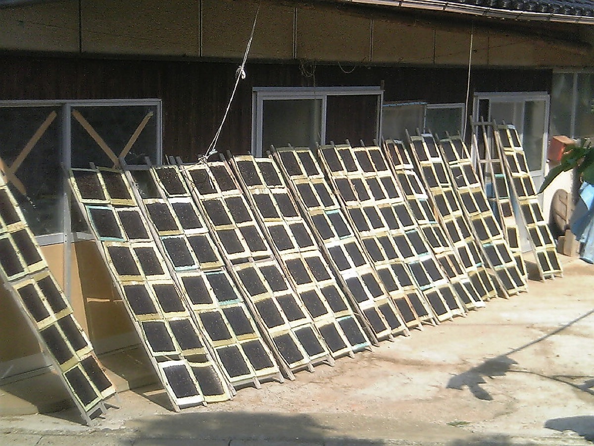 Proceso de elaboración de láminas de nori en la isla Mishima, Japón